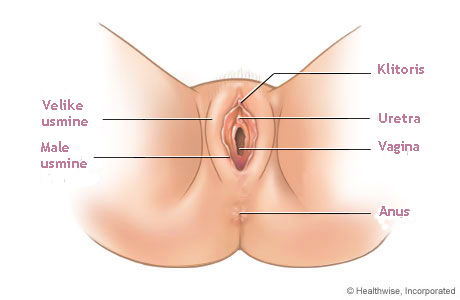 Penis kako u vaginu staviti Sex sa